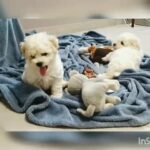 White Poodle 2 LEFT (MALE AND FEMALE!)