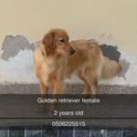 Golden retriever female