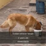 Golden retriever female