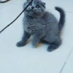 Scottish fold 0569140062