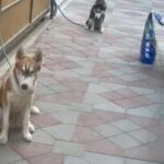 2 huskies male and female for 4500 (قبل للتفاوض)