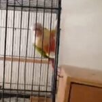 Conure pair available