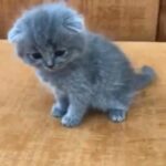 Scottish fold female