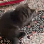 British shorthair cross, fluffy male