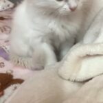 persian kitten قطة شيرازية