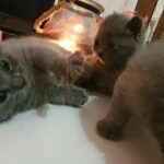 Scottish fold 0569140062