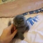 Scottish fold 0569140062