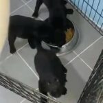Labrador puppy’s pure breed 0552828027
