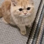 Siberian cat - good deal