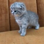 Scottish fold female