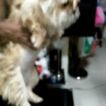 maltipoo female. 11 months old microchip with passport