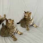 chinchilla kittens females