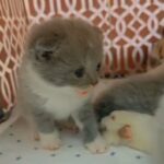 scottish fold bicolor