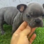 French Bulldog Mini size Male