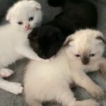 سكوتش فولد Scottish fold kittens