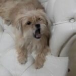 11 months old shipoo microchip with passport