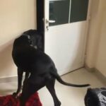 urgently needed a female great dane any age for this male