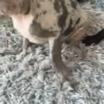 Frinch bulldog 2-3 month