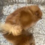 Pomeranian male, mating only