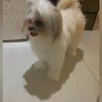 Shih tzu male, mating only