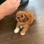 cavapoo puppies available