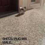 Shitzu Pug Mix Male
