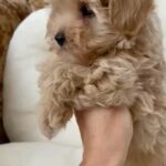 Maltipoo