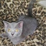 Russian blue hypoallergenic with free delivery