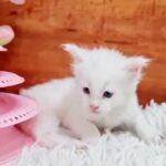 15000dhs fixed price snow-white maine coon with pedigree