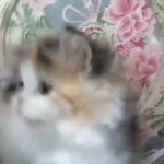 Persian Tortoiseshell female kitten moon face