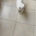 Maltese puppy