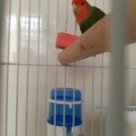 Love Bird with Cage plus Accessories