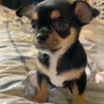 TEACUP CHIHUAHUA MALE PUPPY