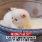 Female Pure White British Shorthair