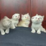 adorable kittens for sale