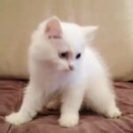 Pure Turkish Angora full white female kitten