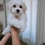 MALTIPOO FEMALE PUPPY