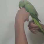 trained male indian ringneck parrot
