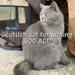 Scottish cat for mating