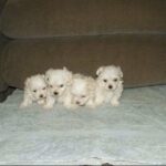 Pure Maltese Puppies For Reservation