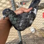 for sale high fly pigeons | حمام باكستاني طيار للبيع