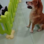 Shiba Inu ... Japanese breed ... trained in litterbox