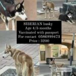 2 Siberians 3200AED