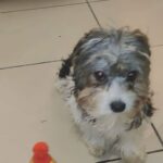 FEMALE HAVANESE PUPPY AVAILABLE
