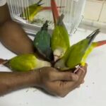 pineapple conure 2 months old birds