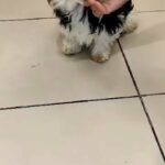 4 MONTHS OLD HAVANESE PUPPY AVAILABLE