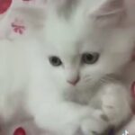 Fluffy Shirazi cat