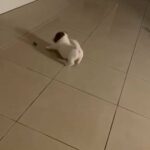 JRT Puppies
