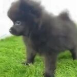 Pure Mini Pomeranian Female