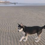 female husky للبيع جاهزة للتزاوج